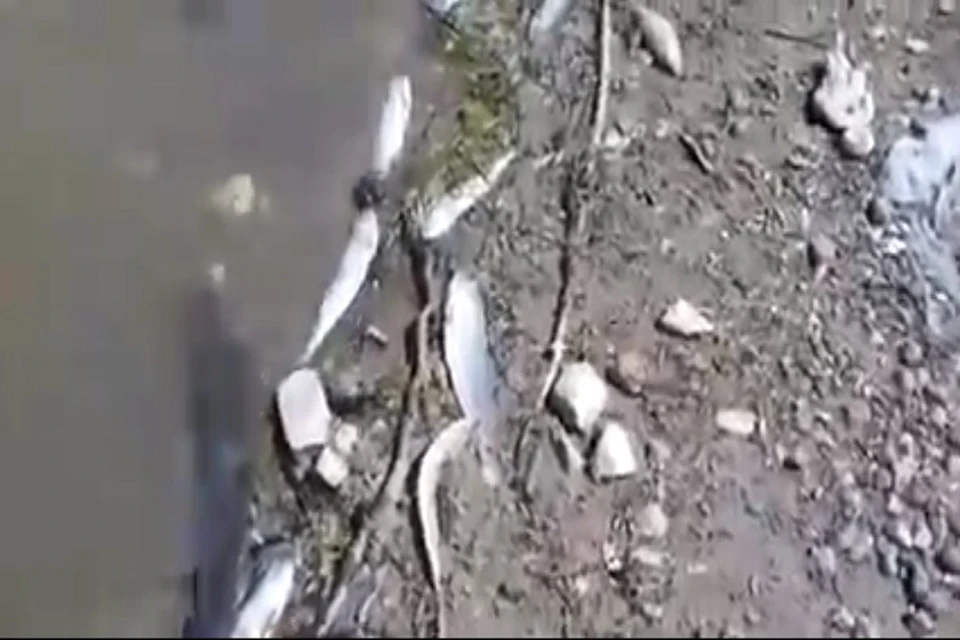 На Волге в Астрахани отмечается массовый замор рыбы. Фото: скриншот с видео канала "Жесткий гаситель"
