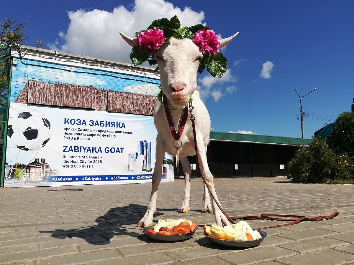 Коза Забияка в Самаре предсказала победу Швеции над Англией в 1/4 финала  ЧМ-2018 7 июля - KP.RU