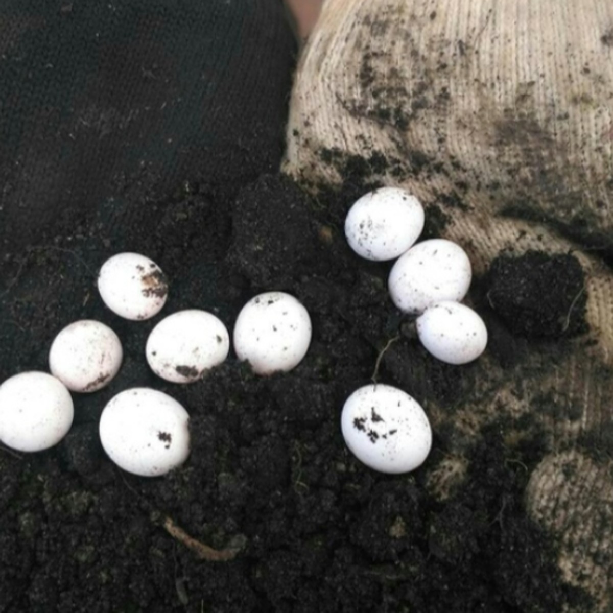 Какие яйца у ужей фото и размер