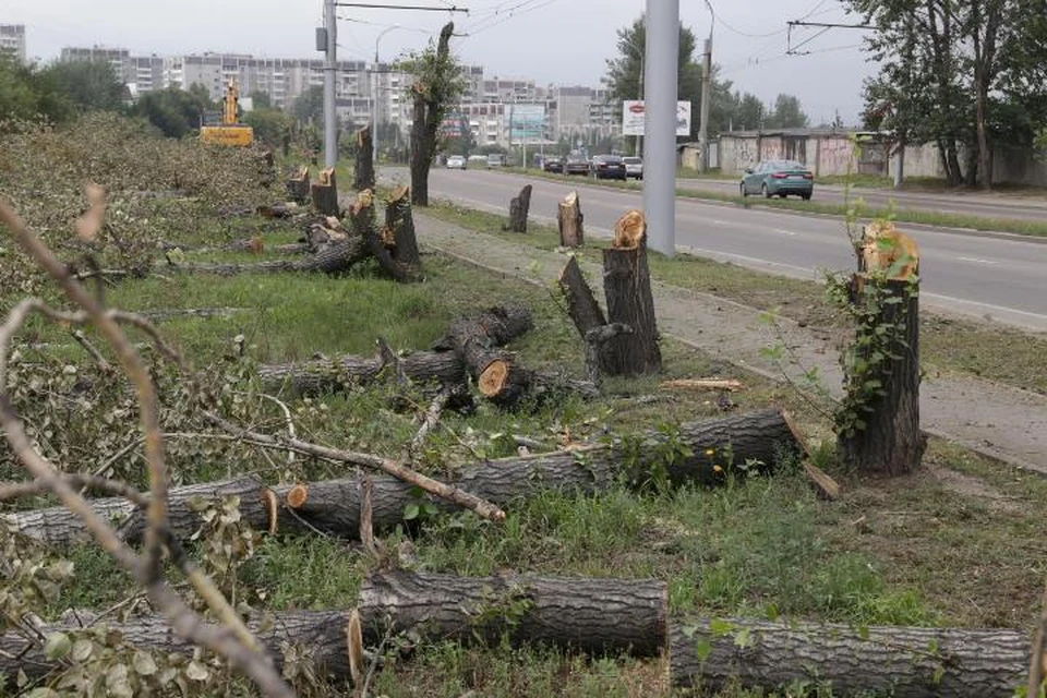 Вырубка деревьев в Иркутске: куда исчезла четырехсотметровая аллея в Университетском. Фото: соцсети
