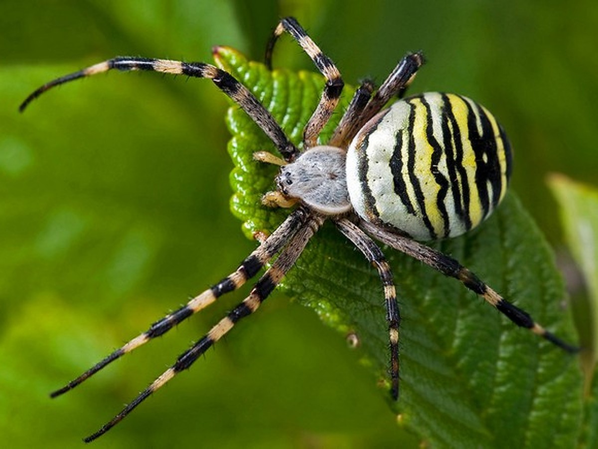 Ядовитые пауки, которых можно встретить в Украине