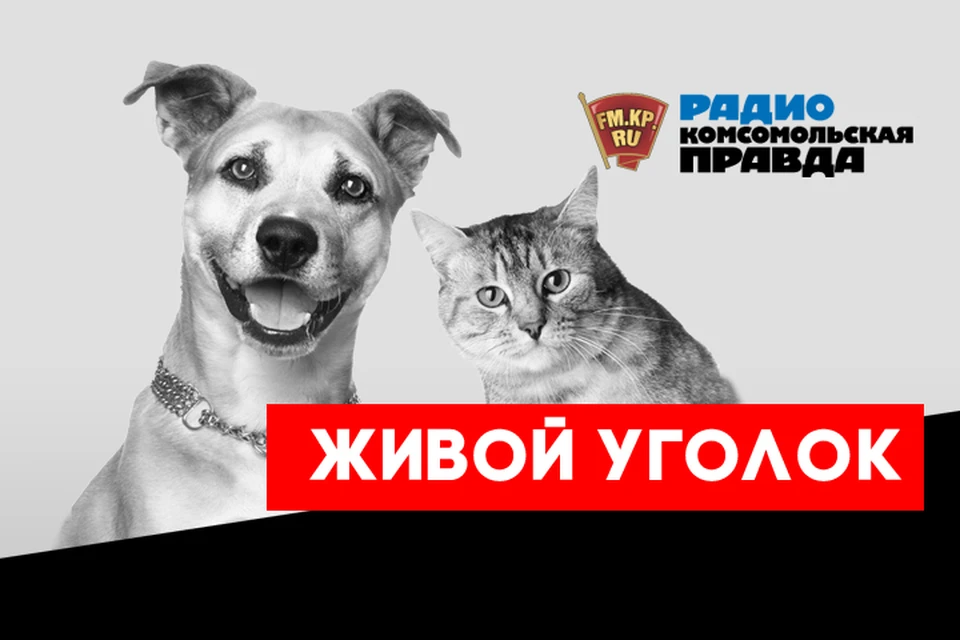 В эфире программы «Живой уголок» на Радио «Комсомольская правда» обсуждаем, как правильно заботиться о питомце