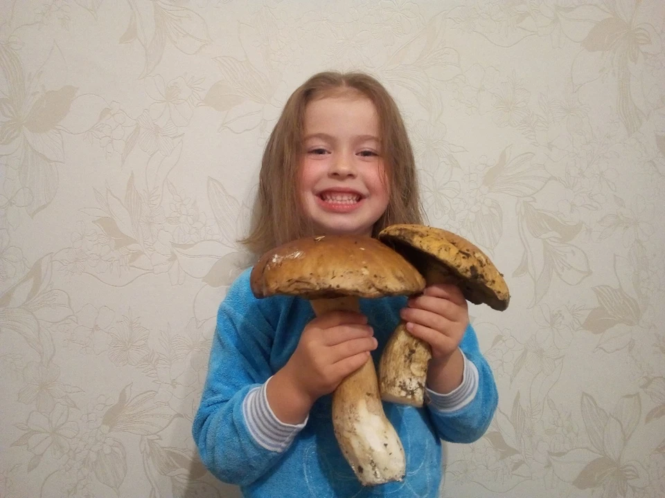 Такие огромные белые грибы нашли в лесу под Златоустом.