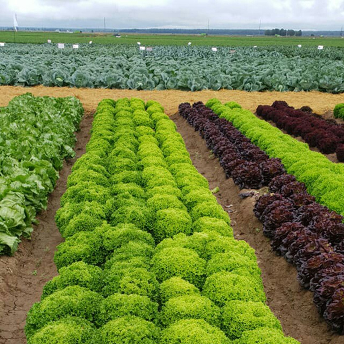 Сельскохозяйственные гибриды. Селекционные растения. Селекционные сорта. Растениеводство сорта. Селекция овощей.