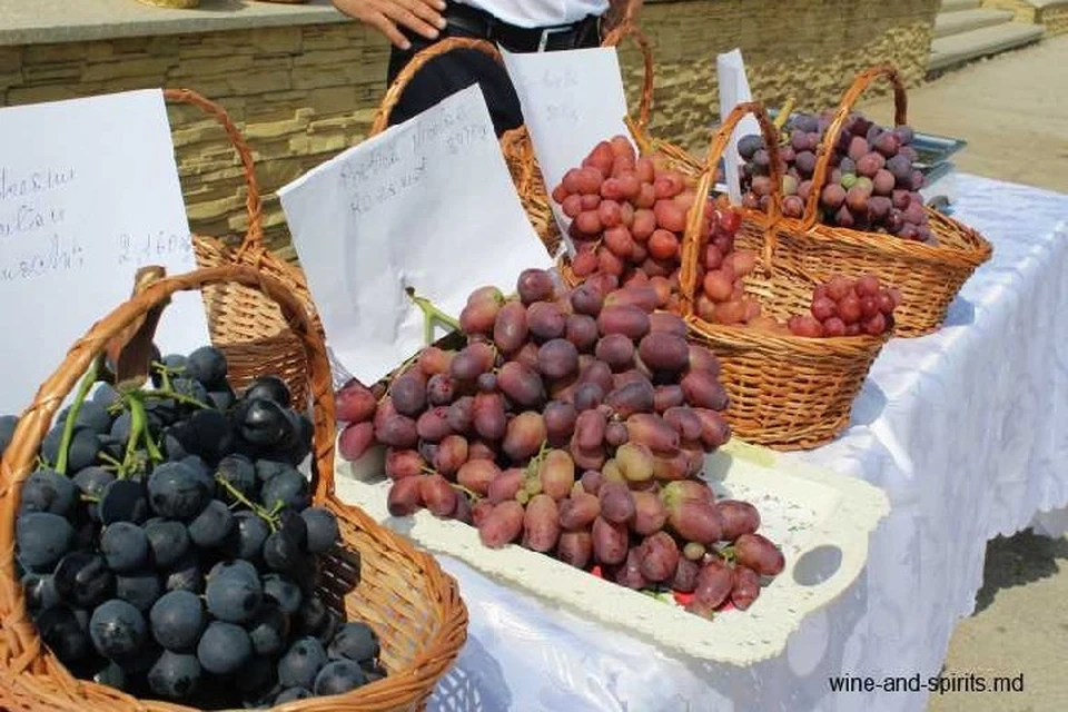 Самая большая гроздь столового винограда весила 3440 г. Фото: wine-and-spirits.md