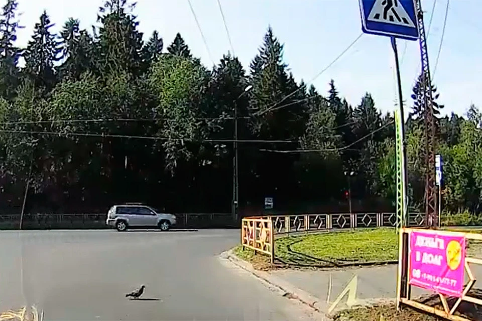 Пернатый спокойно переходит дорогу на зеленый сигнал светофора.