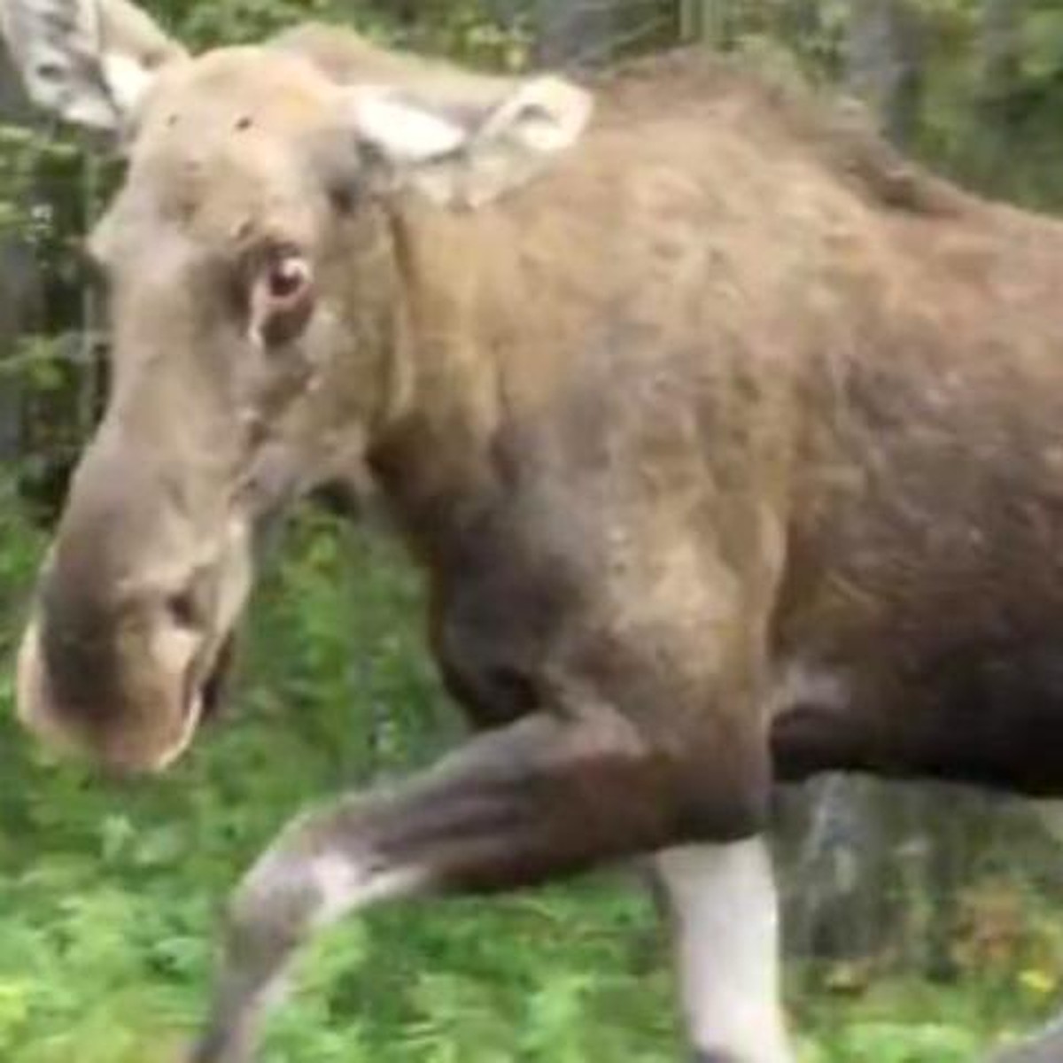 В Перми водитель снял на видео лосенка, который бежал рядом с машиной по  городской улице - KP.RU