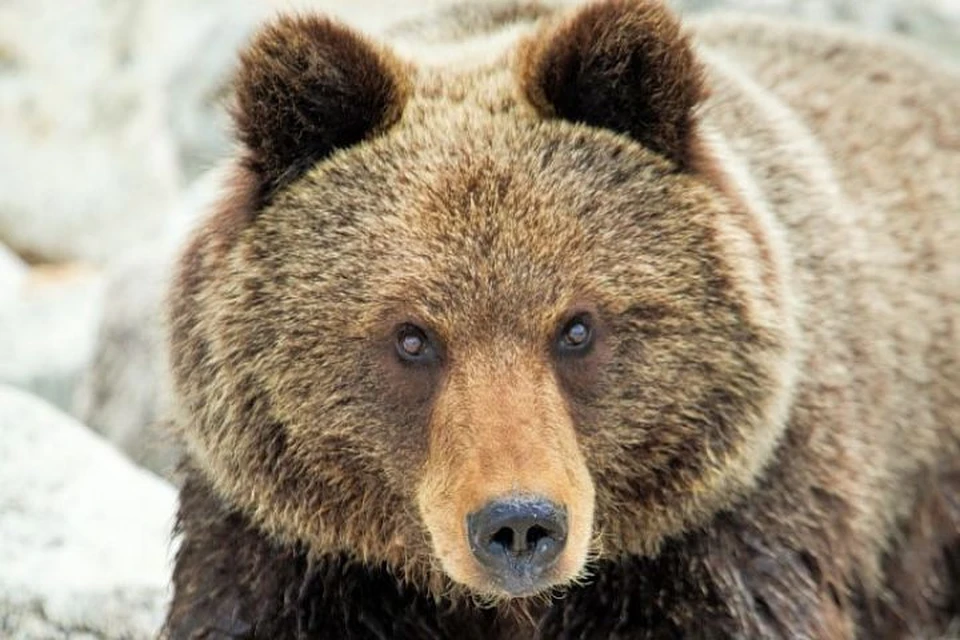 Двое ягодников выжили после нападения медведя в Иркутской области