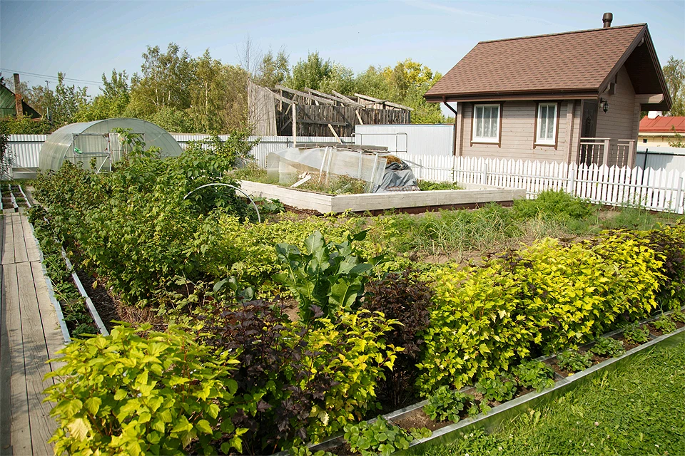 Полезные советы для дачи и огорода: 17 хитростей для садоводов | manikyrsha.ru