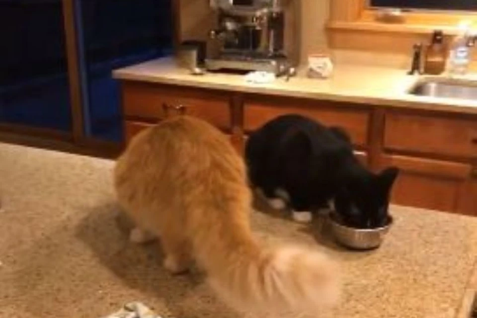 Двух котов кормят на кухонном столе, а младшего на время их трапезы запирают в ванной