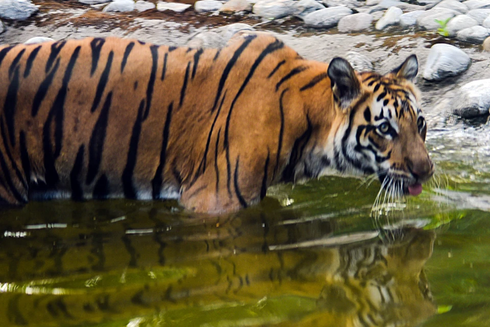 Тигры Индии строго защищены законами, убивать их запрещено, поэтому в штате, где это произошло, сразу возмутились местные ветеренары и зоозащитники