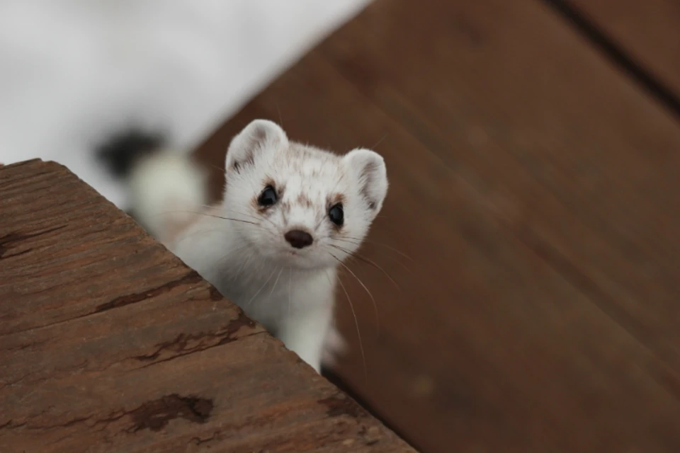 На Камчатке малыш-горностай «переоделся» и похвастался своей зимней белоснежной шубкой. ФОТО: Кроноцкий заповедник.