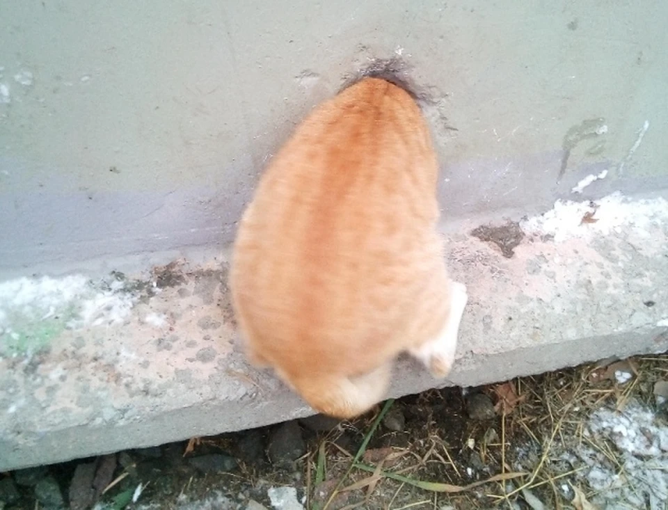 Кошка застряла. Кот застрял. Рыжий кот застрял в заборе. Толстый кот застрял в заборе.