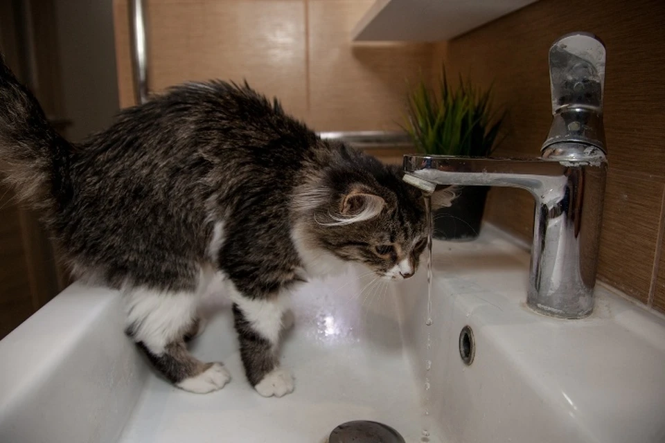 В Новокузнецке кот попил воды и затопил квартиру и магазин.