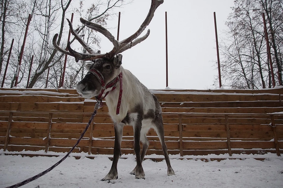 «Убежал от Деда Мороза»: Петербуржцы встретили на улице северного оленя