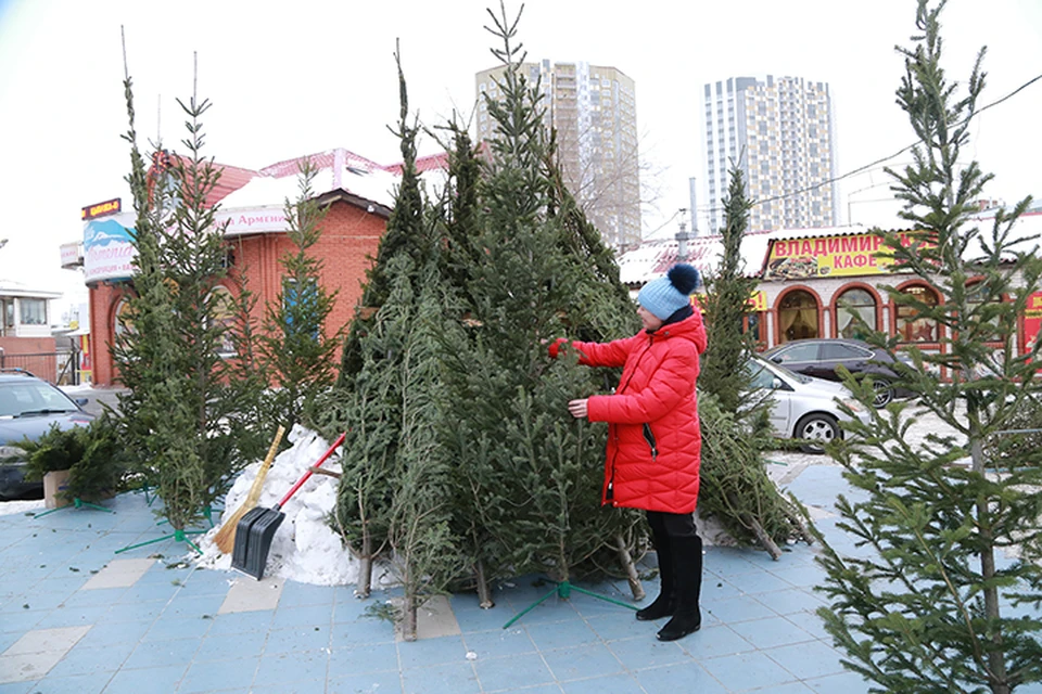 В 2016 году горожане раскупили более 10 тысяч живых новогодних деревьев, в 2017-м - около 13 тысяч. нынче наверняка будет не меньше.