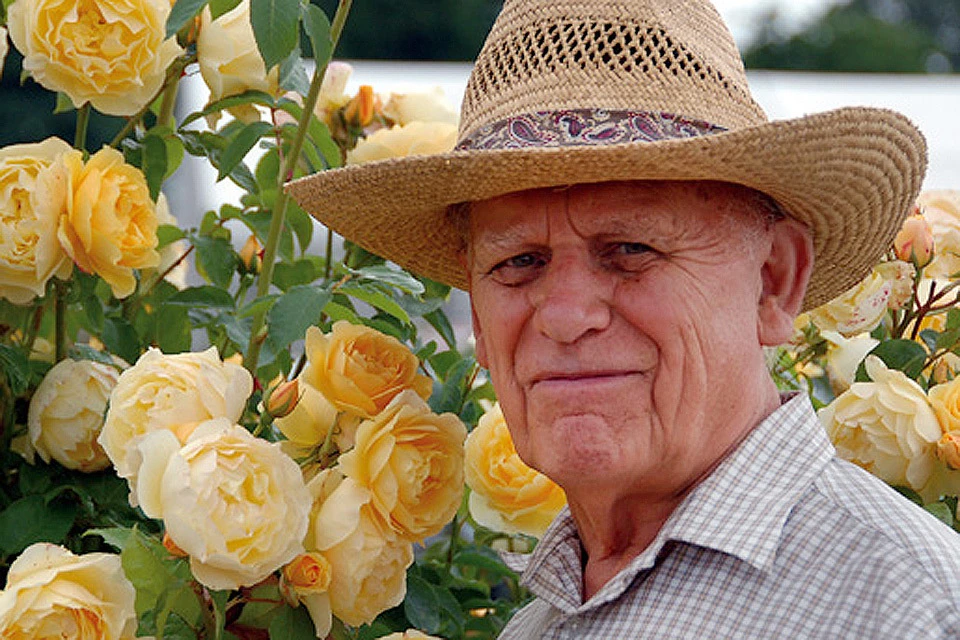 Скончался Дэвид Остин - знаменитый на весь мир селекционер роз. ФОТО wikipedia