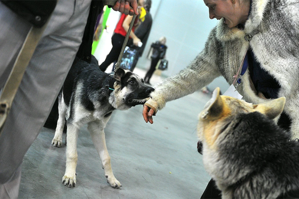 Сценка на выставке собак "Евразия" в Крокус-Экспо.