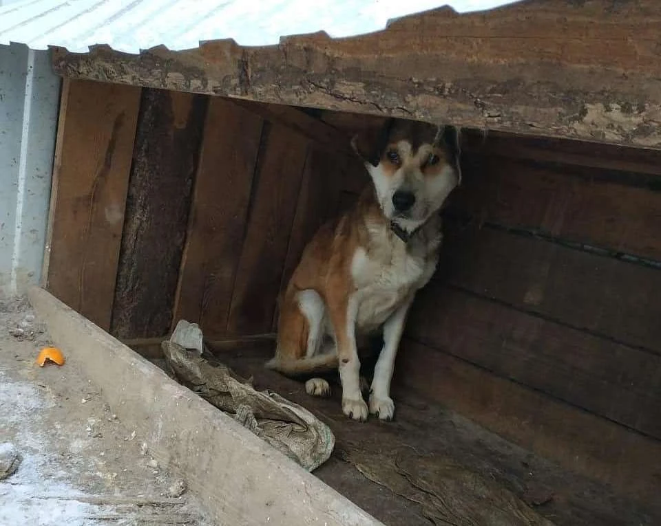 Предприниматель должен был нести ответственность за содержание собак. Фото: instagram.com/help_animals_blg