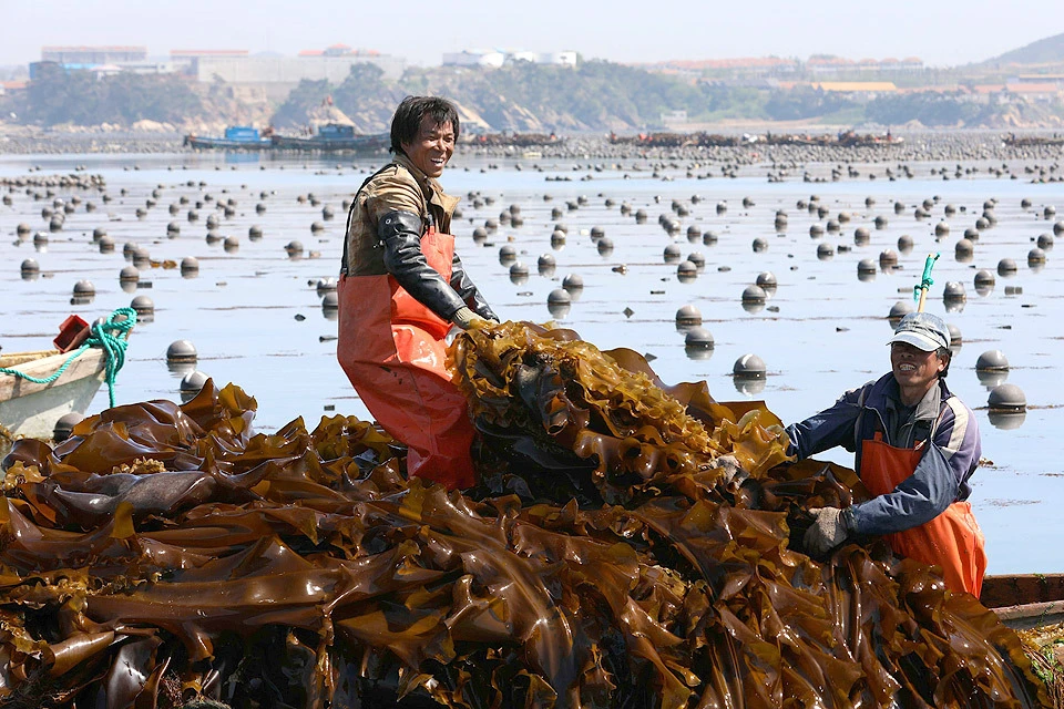 Так выглядит уборка урожая морской капусты в Азии. Фото Zuma/TASS