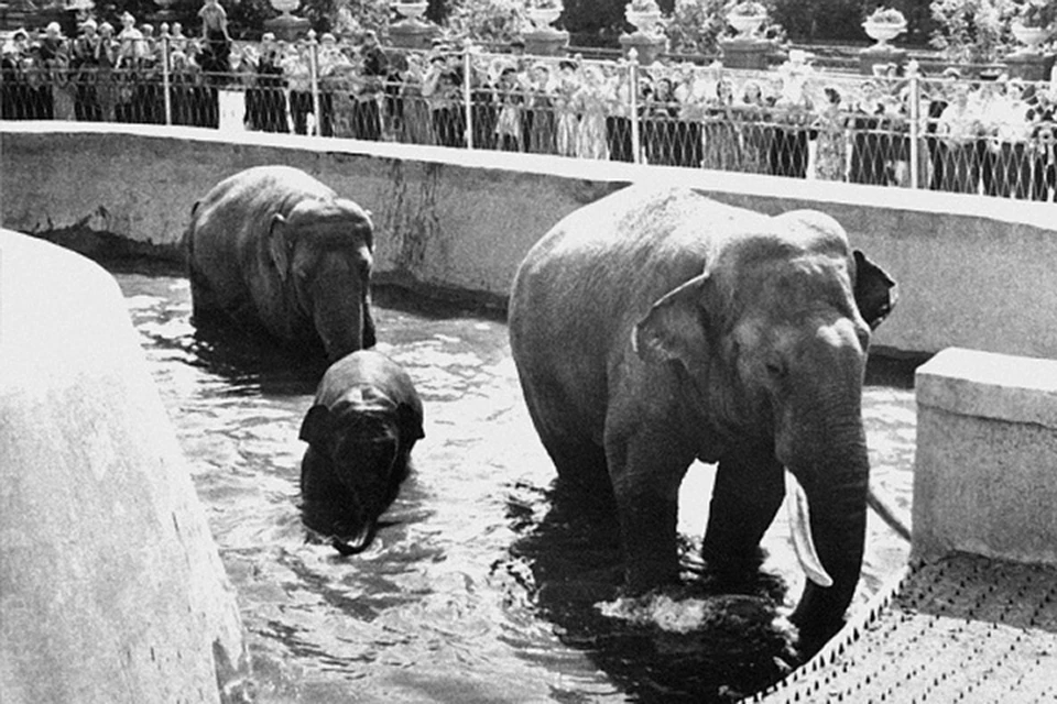 В начале 1920-х годов слон Маврик был раздражен, успокоиться он смог только когда поел