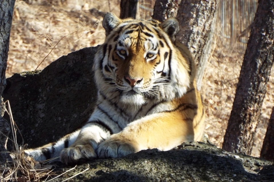 Тигр Амур давно стал настоящим символом приморского сафари-парка. Фото: Антон Федосеев\safaripark25.ru