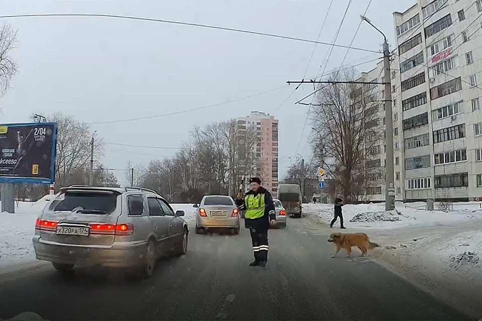 Кадр из видео: полицейский останавливает поток ради собаки.