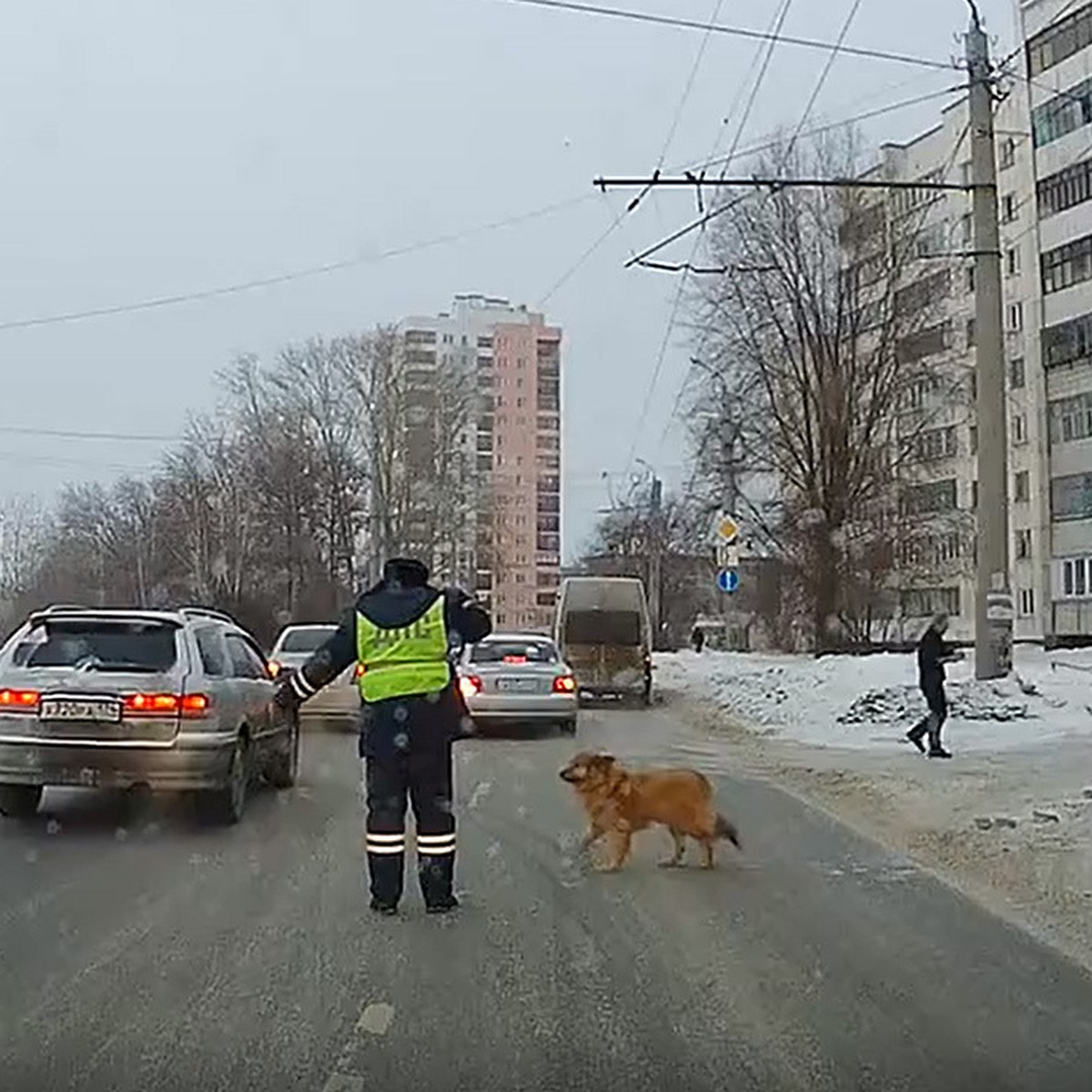 Комсомолка» нашла инспектора ГИБДД из Челябинска, который перевел хромую  собаку через дорогу - KP.RU