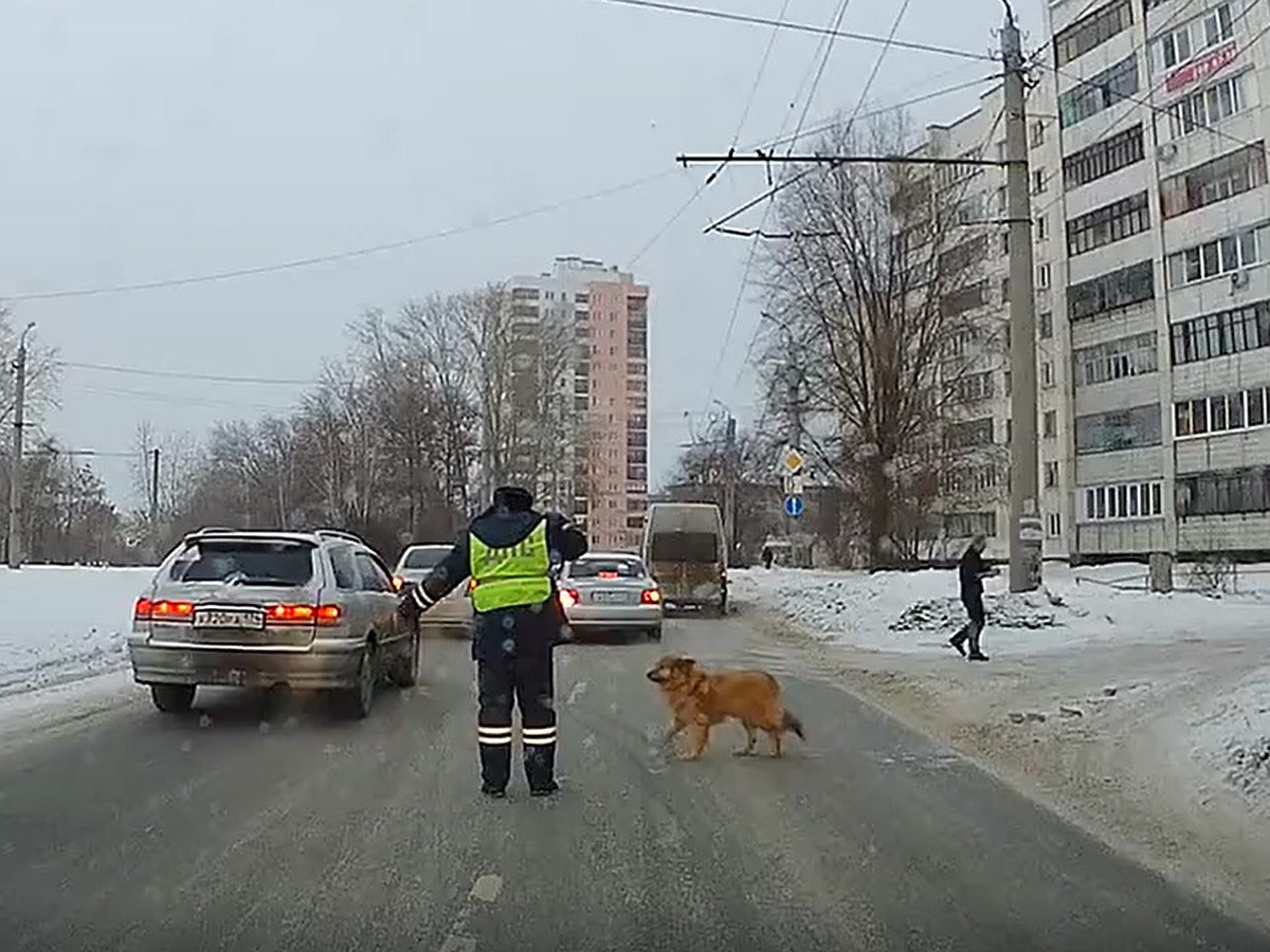 Комсомолка» нашла инспектора ГИБДД из Челябинска, который перевел хромую  собаку через дорогу - KP.RU