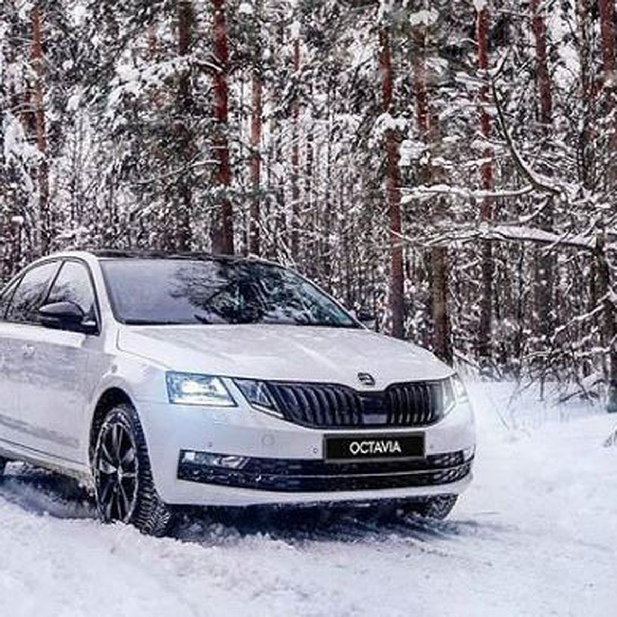 SKODA OCTAVIA: портрет на фоне зимы - KP.RU