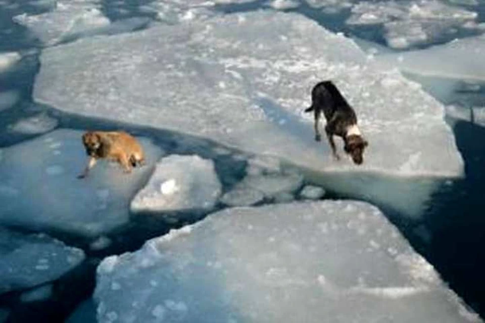 Еще немного - и собаки точно бы ушли под воду. Фото: kazachkova_17