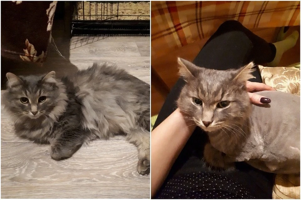 На фото слева кот до пропажи, справа - после. Похудел почти вдвое. Фото: Татьяна КОТОВА.