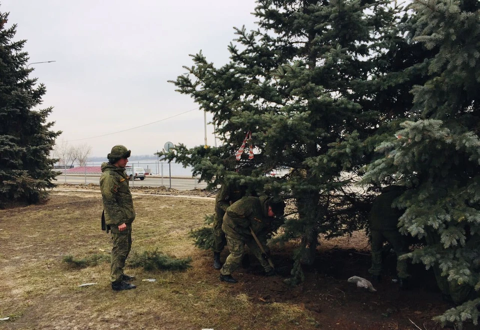 Елки уже выкапывают военные. фото: мэрия.