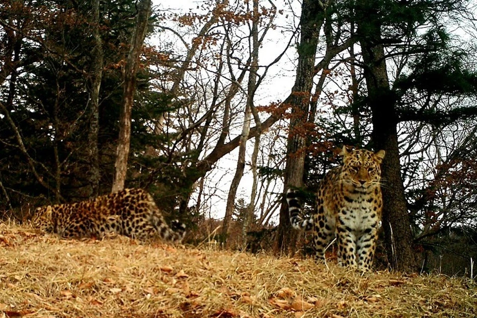 Самка дальневосточного леопарда Leo 45F и её котенок.