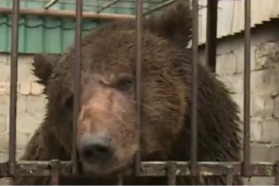 Брошенные, исхудавшие медвежата чуть не погибли в вольере. Фото: кадр видео