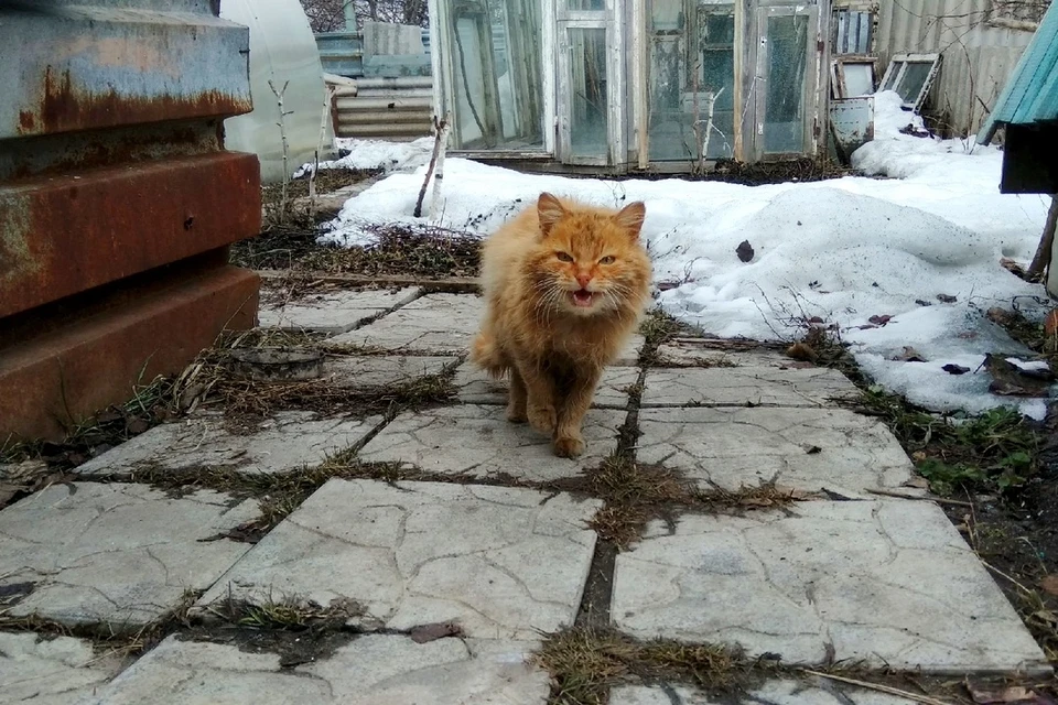 Карантин в липецке. Бешенство кота в поселке Сиверский. Как выглядит Бездомный кот с бешенство.
