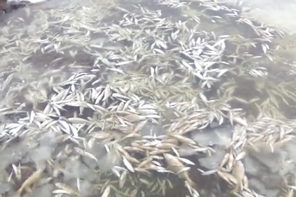 Проверка слуха: в соцсетях сообщили о массовой гибели рыбы в реке Куда под Иркутском. Фото: скриншот видео Александра Трафимова.