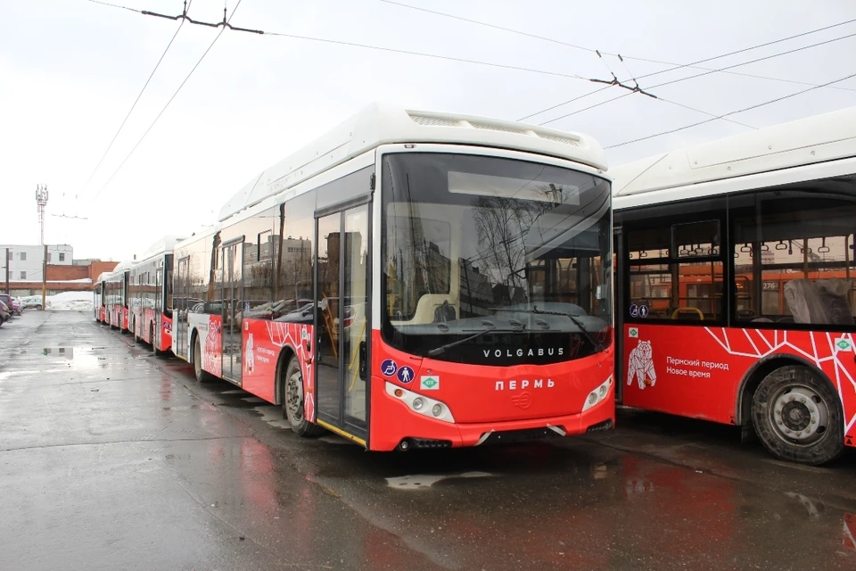 Первые 18 автобусов прибыли в Пермь. Фото: Анна Орлова.