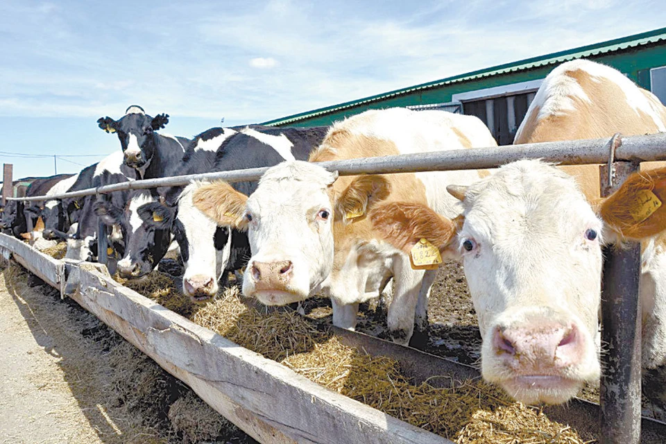 «Мираторг» нарастил объем выпуска высококачественной говядины до 32 тысяч тонн в живом весе.