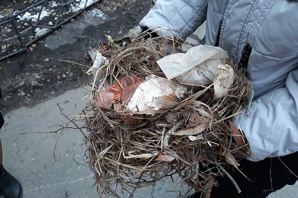 Пока в гнездах яиц нет. Фото: Ирина ЧУХАРЕВА.