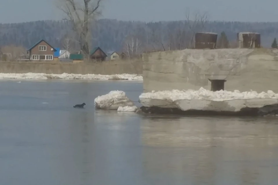 Два щенка застряли на волнорезе посреди реки в Мысках. Фото: кадр видео телеканала РЕН ТВ Мыски.