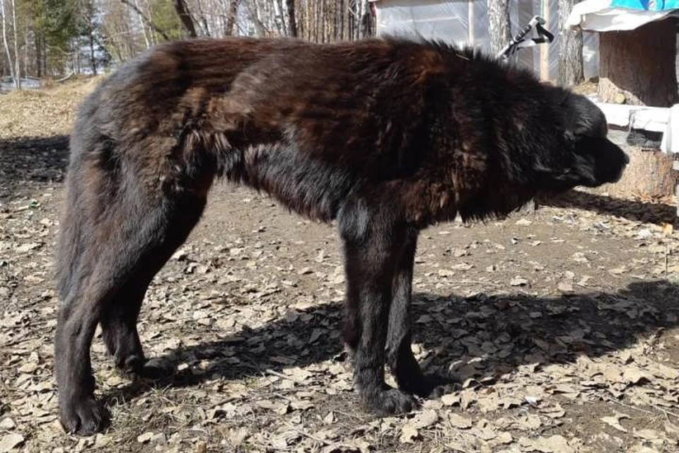 Счастливое спасение в Иркутске: раненого пса, умиравшего в глуши, волонтеры увезли в приют.