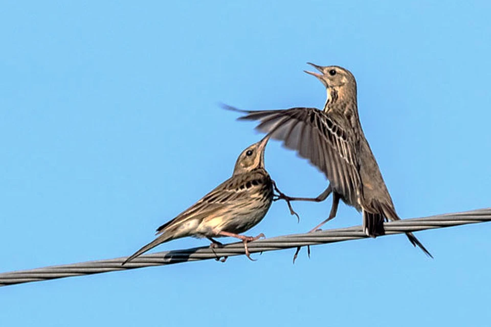 С наступлением весны птицы начинают активно гнездоваться на высоковольтном оборудовании электростанций. Фото: Сибирская генерирующая компания