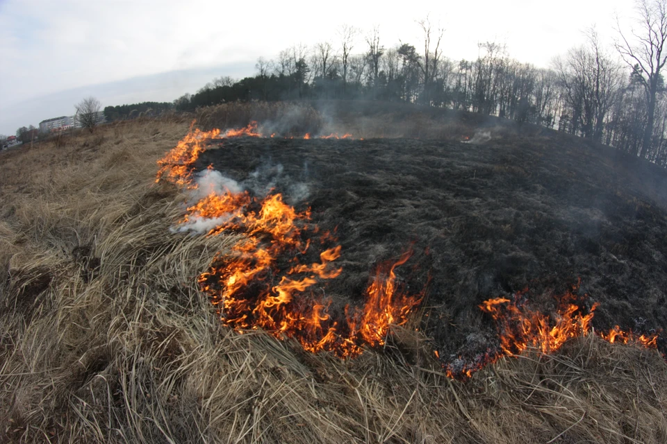 Из года в год по весне Калининградская область горит.