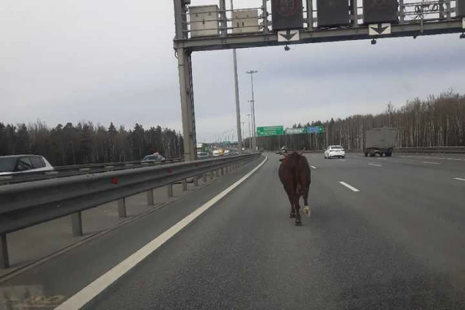 В Петербурге по КАД бежит бык
