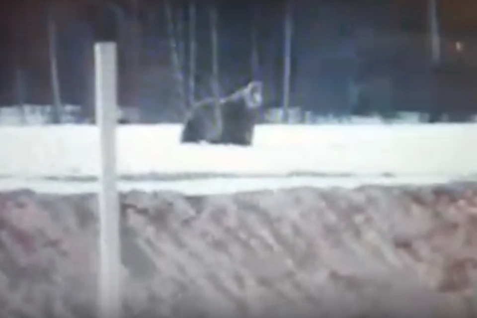 Медведь вышел из леса к нефтяному месторождению в Иркутской области и погонял вахтовиков. Фото: "Усть-Кут24"