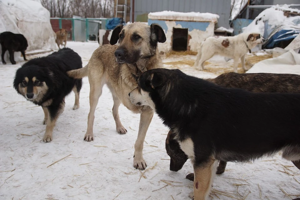 В Усинске собаки чувствуют себя полноценными хозяевами города.