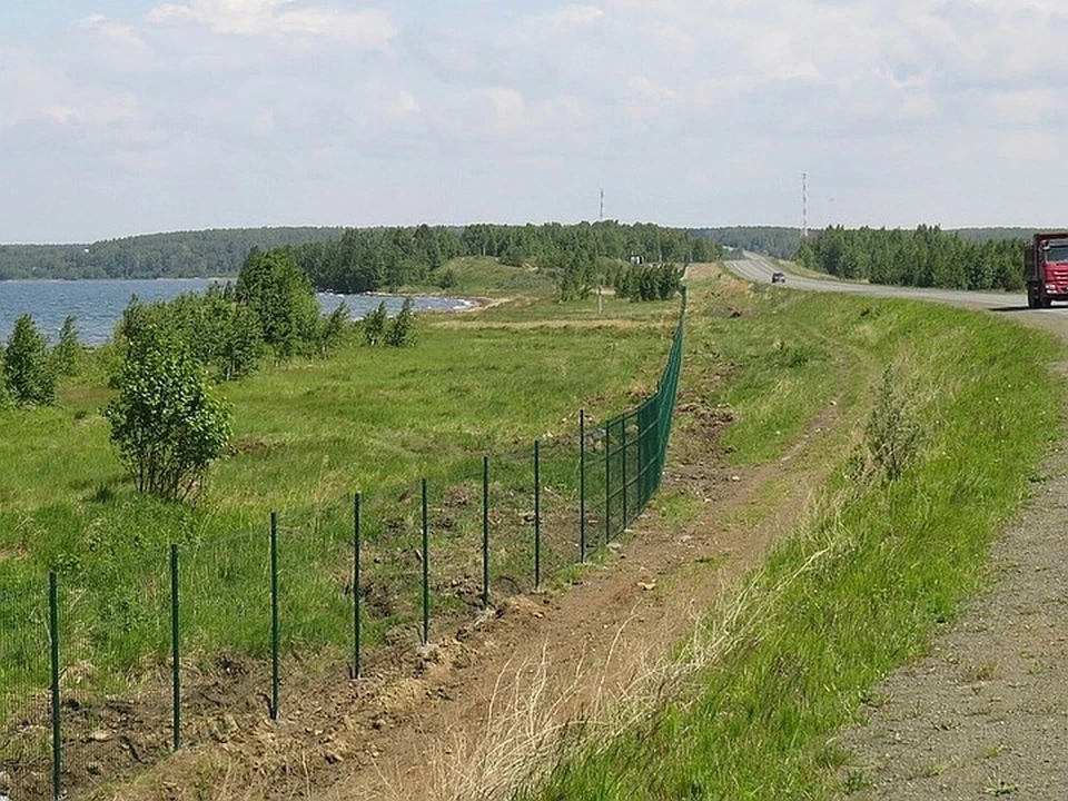 Забор, в котором одни ворота, тянется несколько километров. Фото: соцсети.