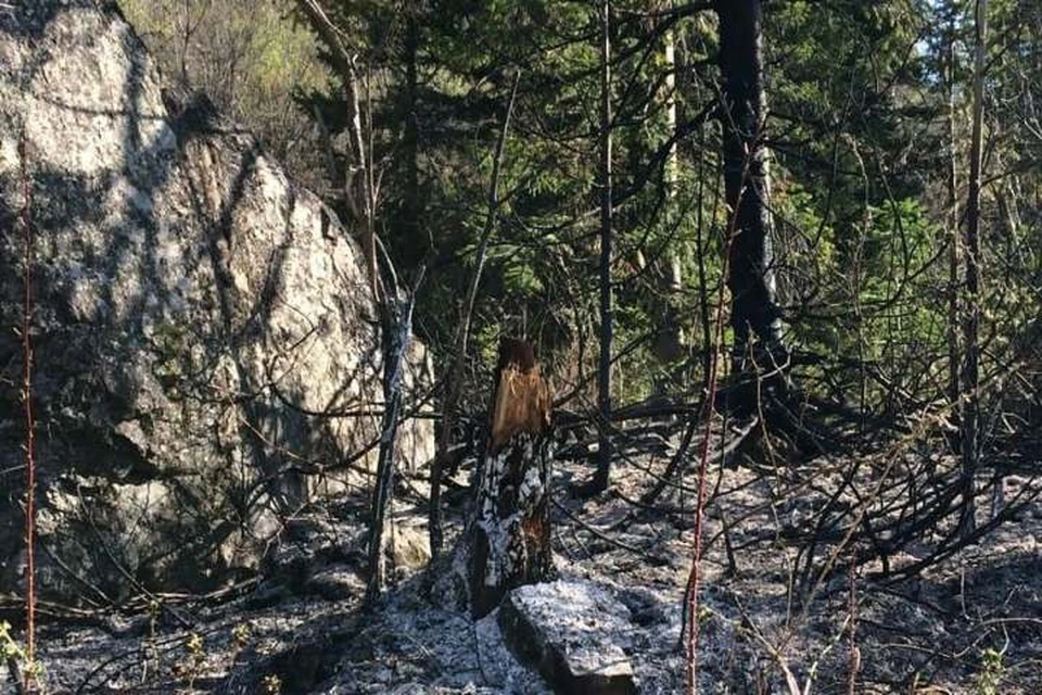100 гектаров леса выгорели из-за непотушенного костра в Кузбассе Фото: press_atr / Instagram