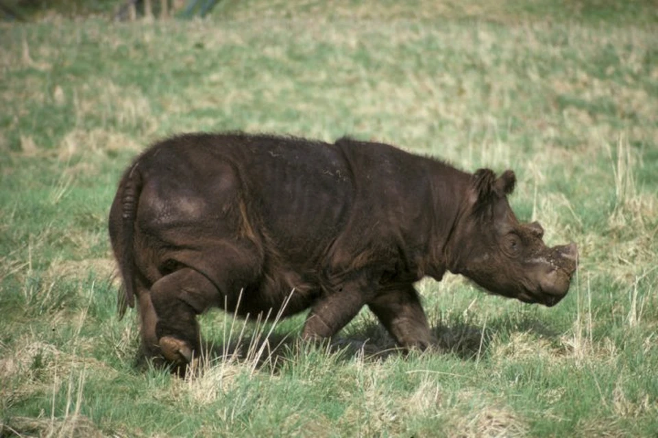 Суматранский носорог считается самым мелким представителем носороговых
